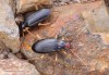 střevlíček (Brouci), Nebria picicornis, Nebriini, Carabidae (Coleoptera)